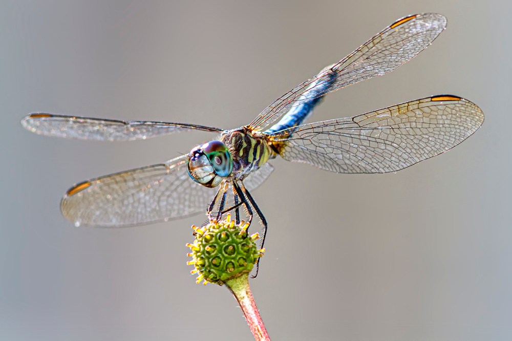 Blue DASHER_v2_DF_300MM_1_4X_MG_2329
