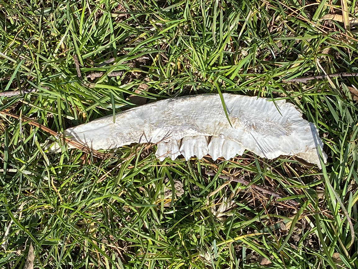 Bones teeth IMG_1912-v1 iP_4_20