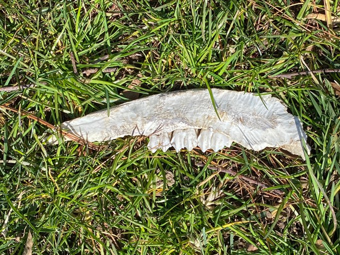 Bones teeth IMG_1912-v1 iP_4_20