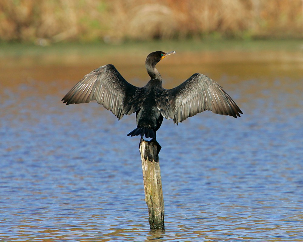 cormorant 9F9417