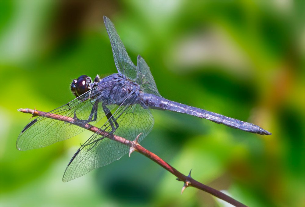 Dragonfly 2 img stk_v5