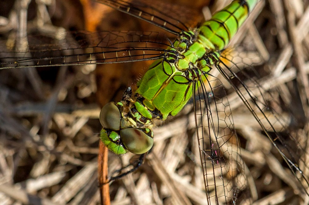 Eastern Pondhawk V2_MG_2625