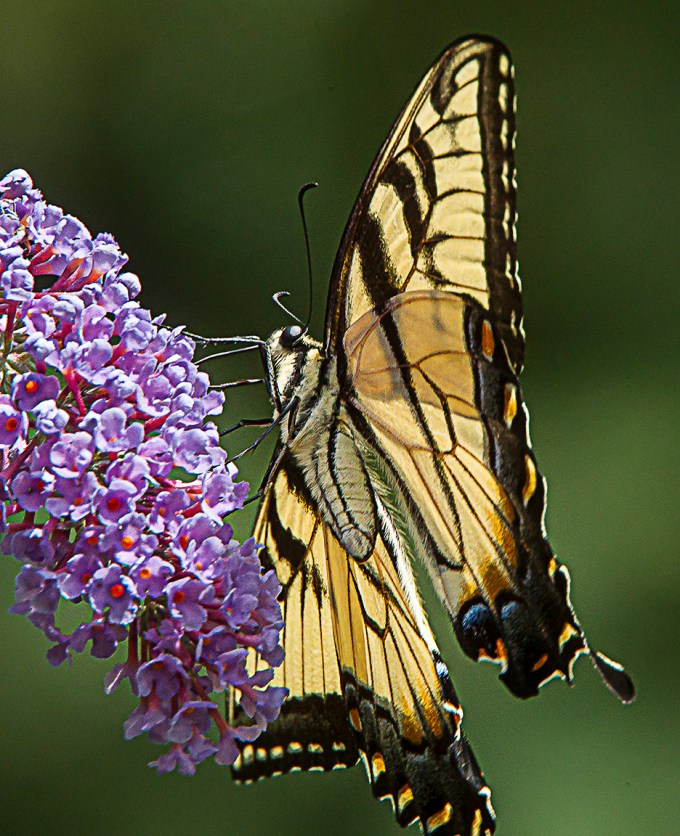 Eastern Tiger swallowtail v3_43G3338