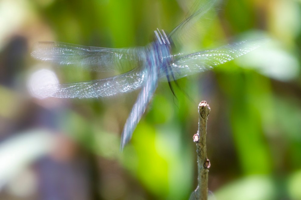 Slaty_Skimmer Blur v2_DM 400mm_f_11_160th_sec_43G0277