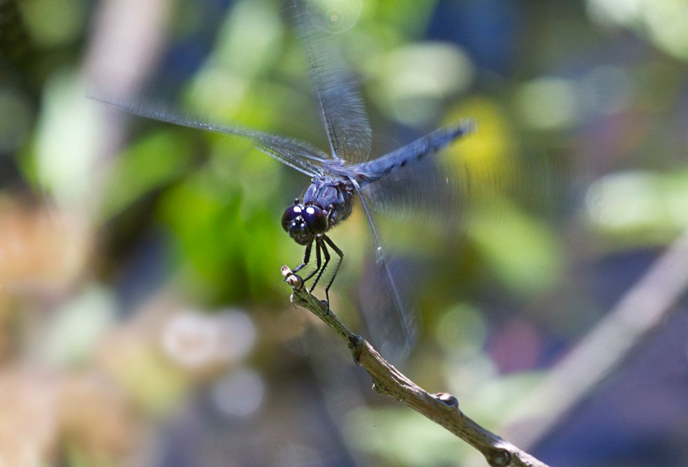 Slaty_Skimmer_v1_400mm f11_160th sec_43G0361