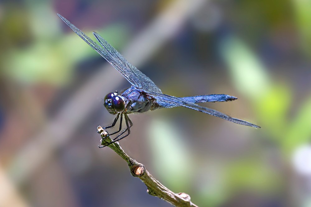 Slaty_Skimmer_v5_DM f11_43G0469-Recovered