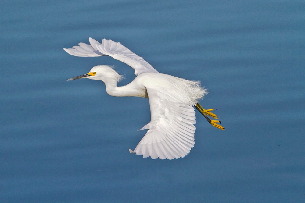 Snowy_Egret_v2_300mm_1-4mm_7D _DD 12_10__MG_0523