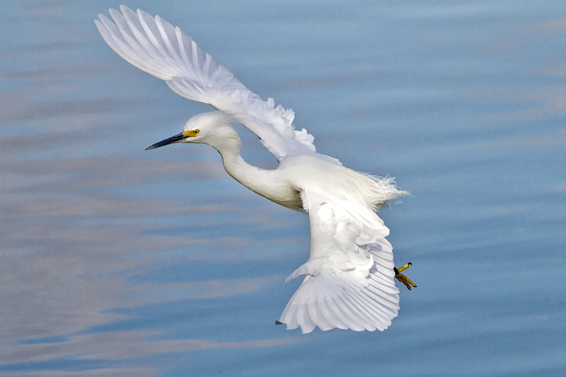 Snowy_Egret_v2_300mm_1-4mm_7D _DD 12_10__MG_0528