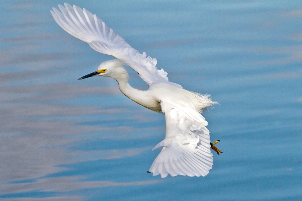 Snowy_Egret_v2_300mm_1-4mm_7D _DD 12_10__MG_0528