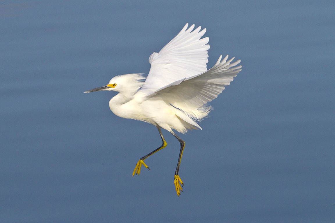 Snowy_Egret_v3_300mm_1-4mm_7D _DD 12_10_MG_0524