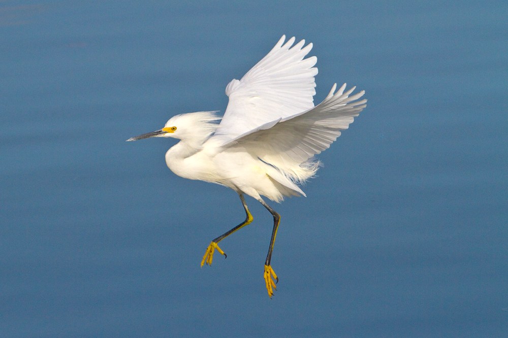 Snowy_Egret_v3_300mm_1-4mm_7D _DD 12_10_MG_0524