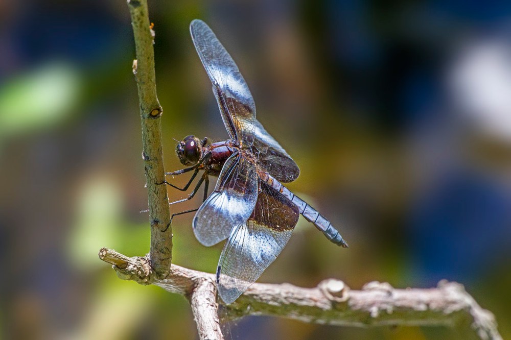 Widow_Skimmer_v2_DM 400mm_f11_ISO_1600_43G0457