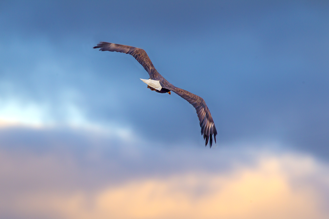 Bald_Eagle_BWR_Early AM Sunrise_v4_400mmDO_1_4X_1DmkIII_43G9695