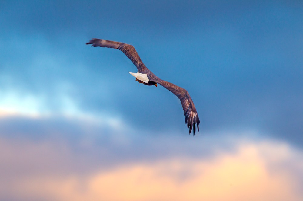 Bald_Eagle_BWR_Early AM Sunrise_v4_400mmDO_1_4X_1DmkIII_43G9695