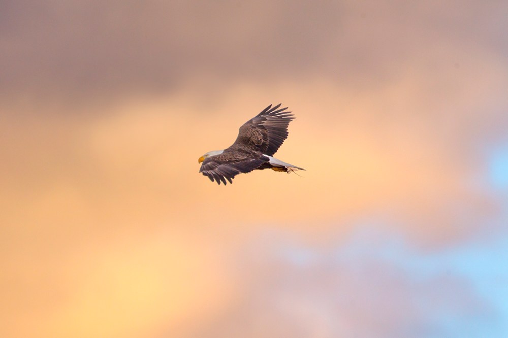 Bald_Eagle_v3_BWR_Early AM_Sunrise_v1_400mmDO_1_4X_1DmkII_43G9720