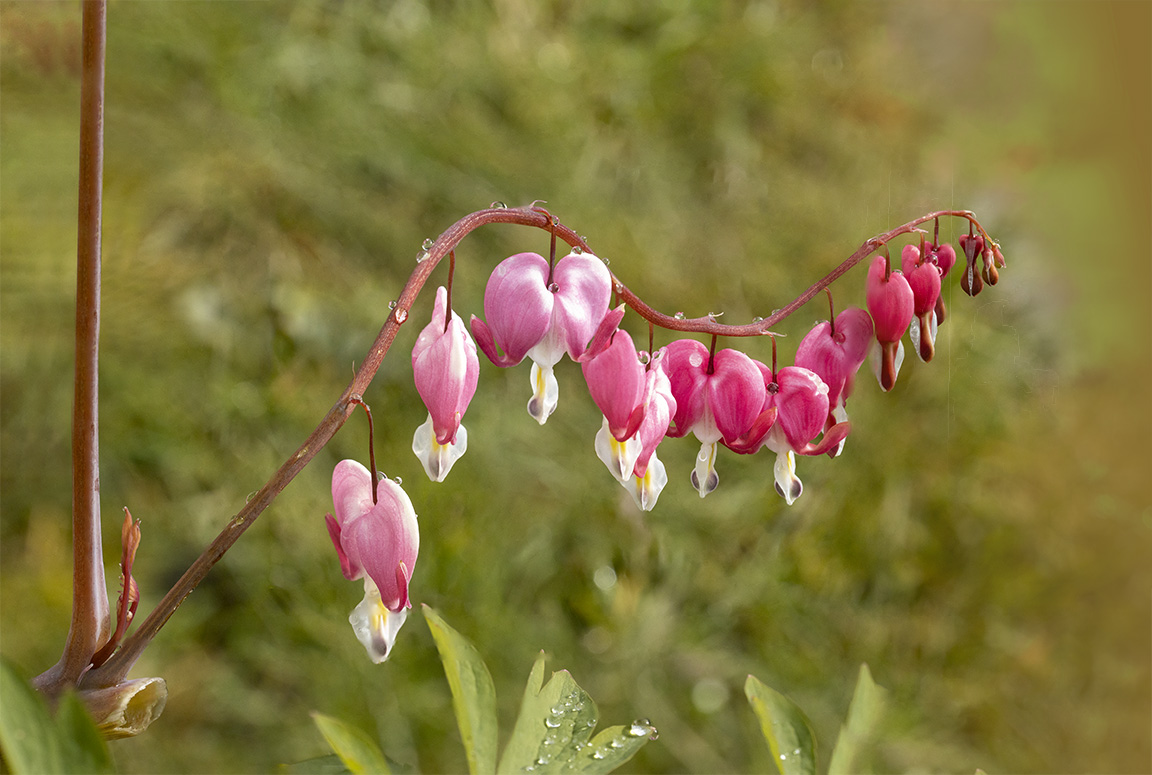 Bleeding Heart_8img stk f11_v1