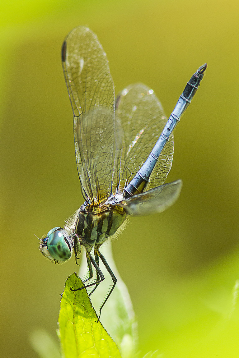 Blue Dasher v1_43G0999