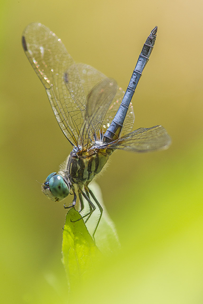 Blue dasher yard v1 400mm_ext_43G0988