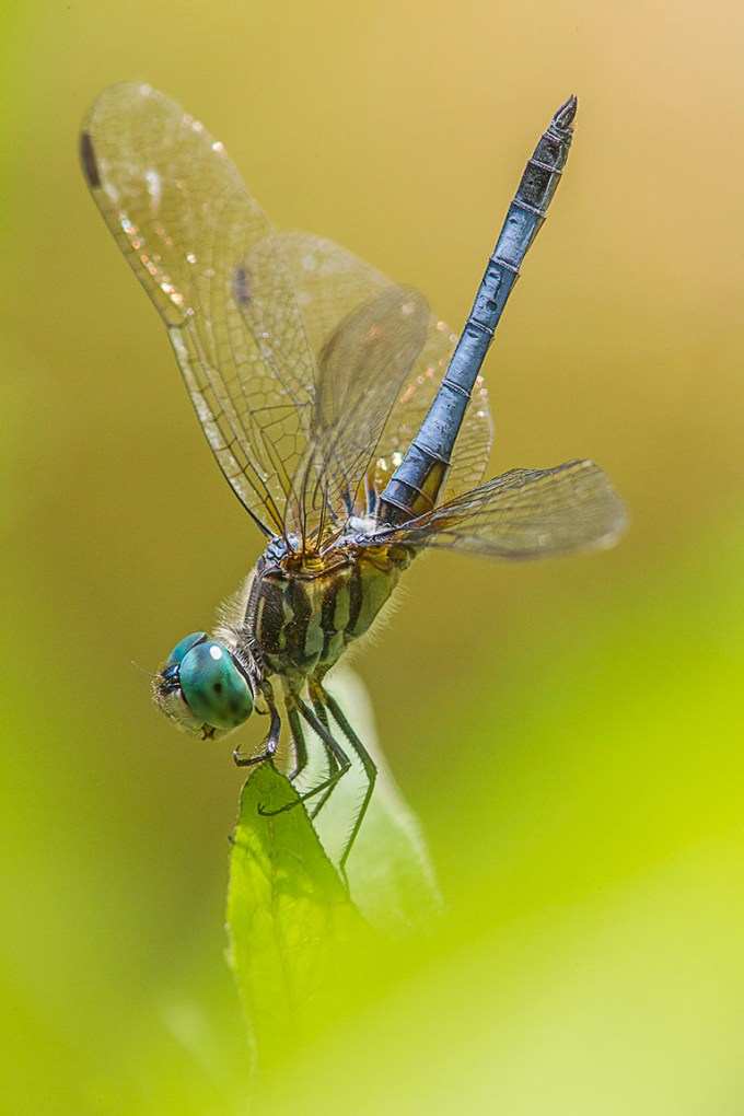 Blue dasher yard v1 400mm_ext_43G0988