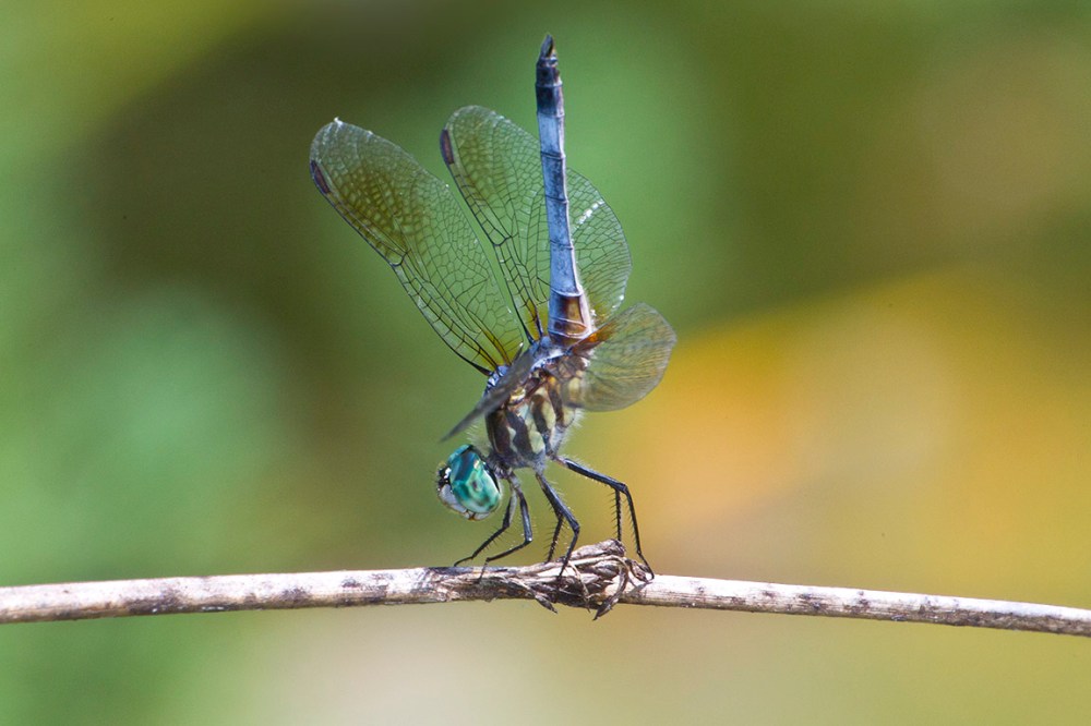 Blue_Dasher_400mm v3_43G3002