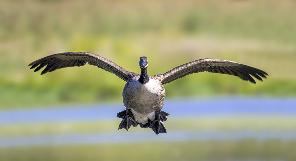 CanadaGoose_ v4a_80I9662