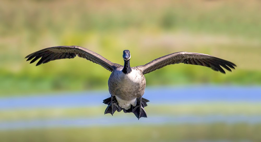 CanadaGoose_ v4a_80I9662