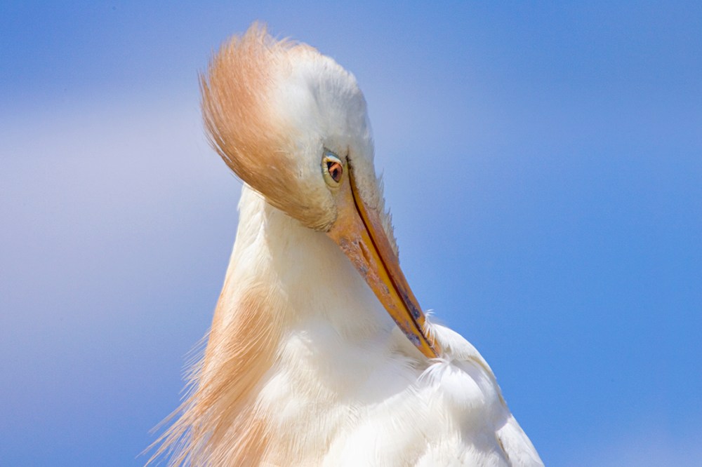 Cattle_Egret_2img_pano_800mm_Brig_v1