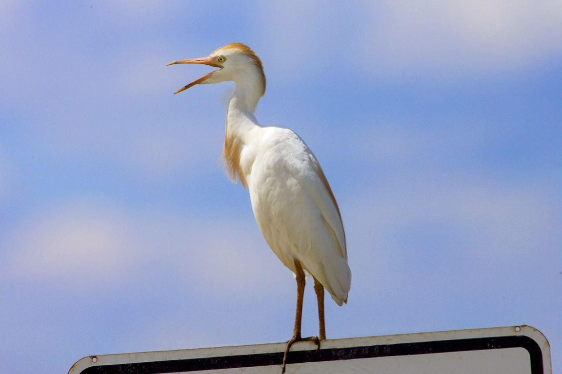 Cattle_Egret_v1_800mm_Brig_Y9F2006