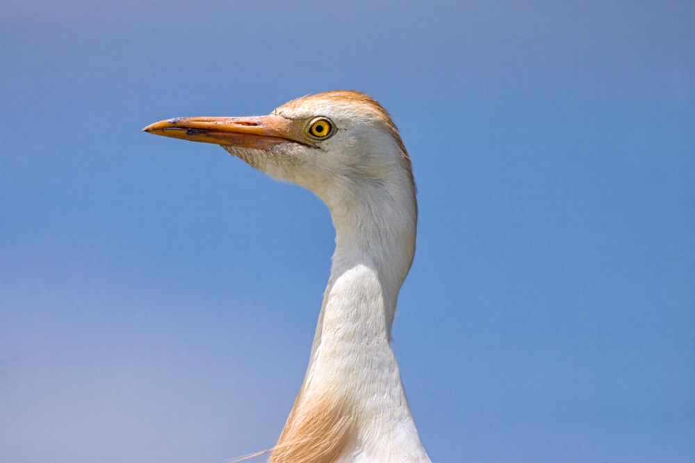 Cattle_Egret_v1_800mm_Brig_Y9F2035