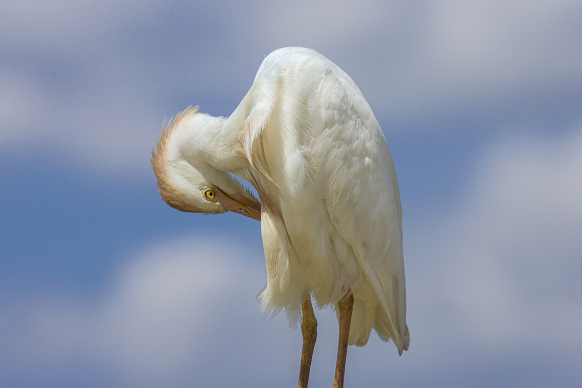 Cattle_Egret_v3_800mm_Brig_Y9F2068