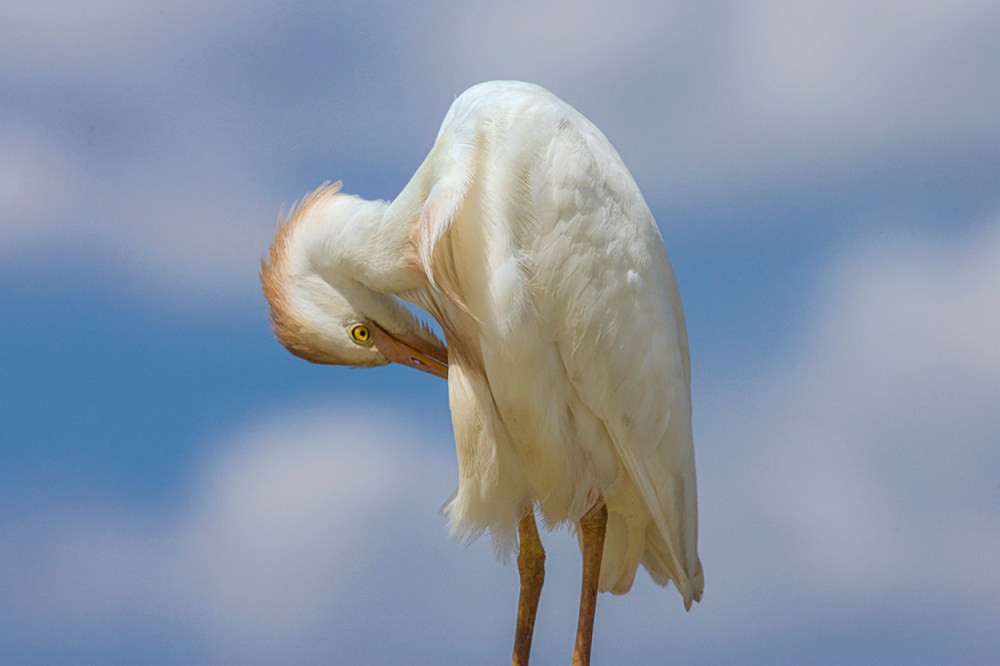 Cattle_Egret_v3_800mm_Brig_Y9F2068