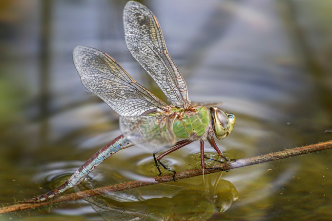 Common_Green_Darner_lay_eggs_v1-400mm_43G5930