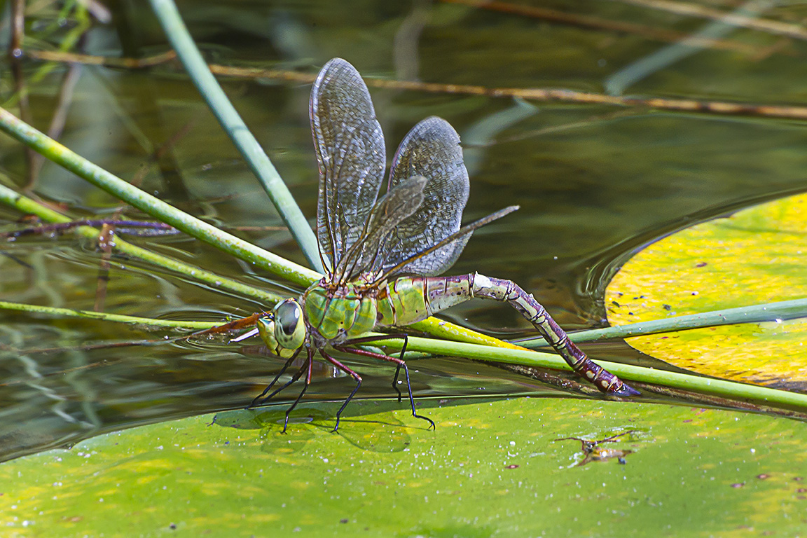 Common_Green_Darner_lay_eggs_v1_43G6151