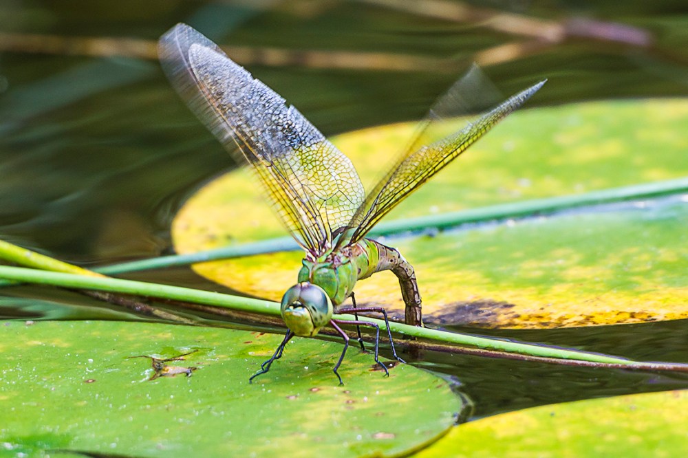 Common_Green_Darner_lay_eggs_v1_43G6177