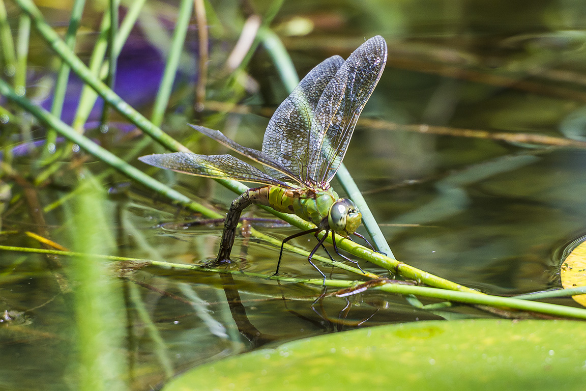 Common_Green_Darner_lay_eggs_v1_43G6351