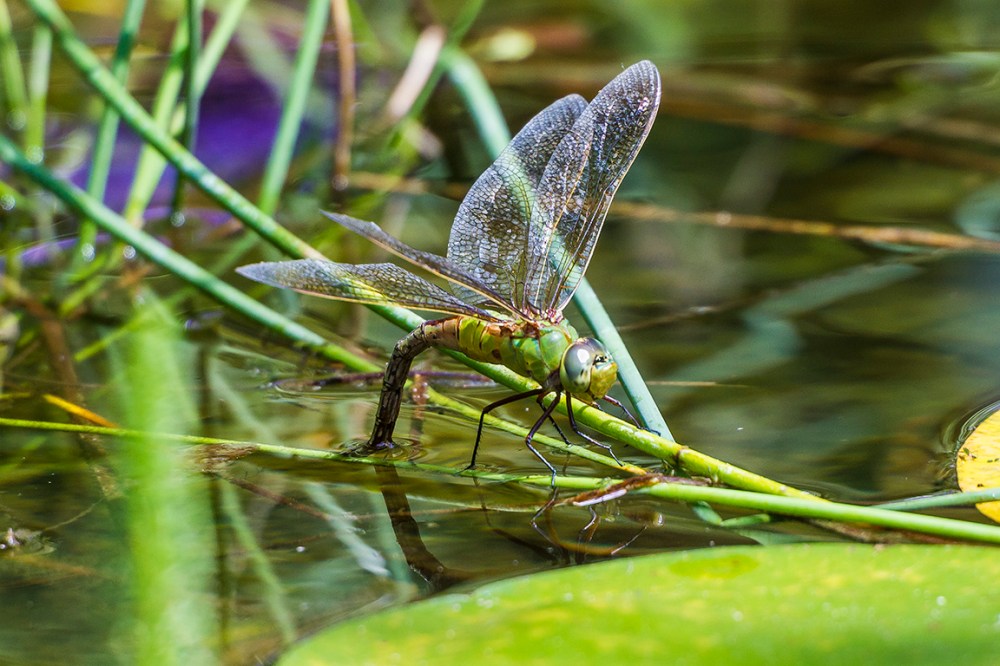 Common_Green_Darner_lay_eggs_v1_43G6351