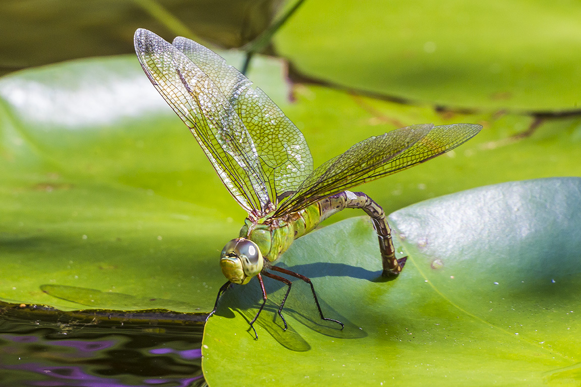 Common_Green_Darner_lay_eggs_v1_43G6528