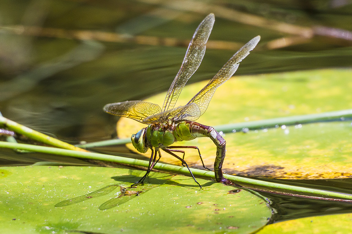 Common_Green_Darner_lay_eggs_v2_43G6263