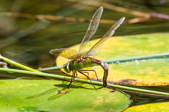 Common_Green_Darner_lay_eggs_v2_43G6263