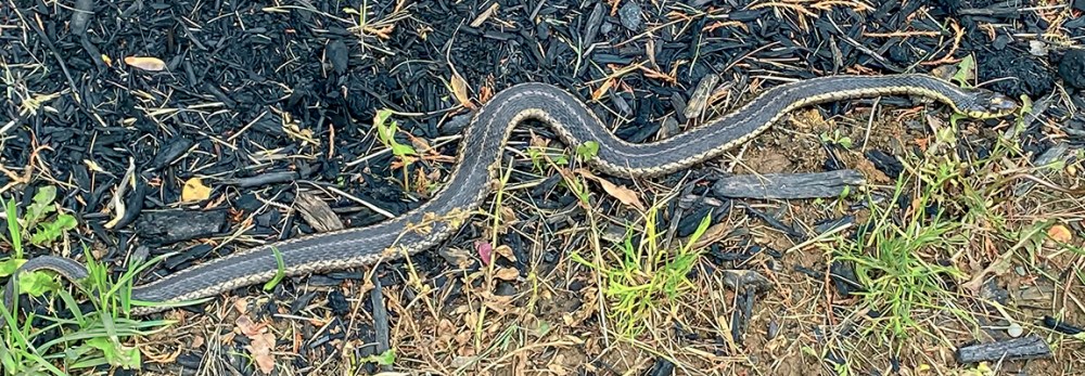 Eastern Garter Snake_v1_IMG_2687