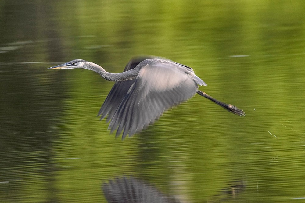 GBH_Panning_1_60th sec_f13_800mm_Y9F2613
