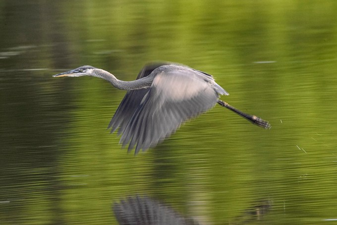 GBH_Panning_1_60th sec_f13_800mm_Y9F2613