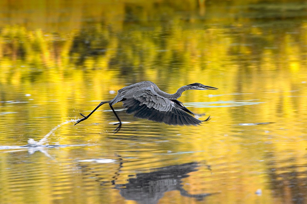 GBH_Panning_400mm f8_1_160th_Y9F3912