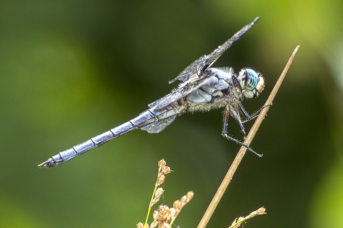 Great Blue Skimmer_v1_400mmDO_Fill_flash_Ext_Tubes_43G5662