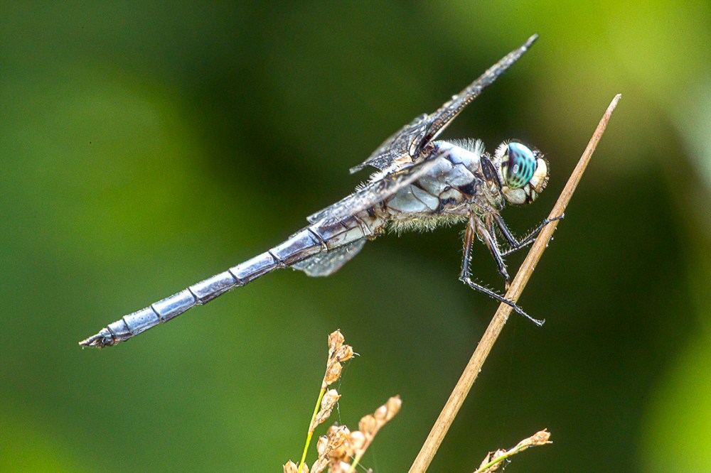 Great Blue Skimmer_v1_400mmDO_Fill_flash_Ext_Tubes_43G5662