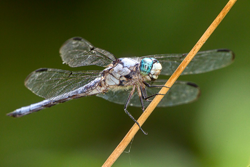 Great Blue Skimmer_v2_f8_1-60sec-400mm_Fil_Flash_43G5800 copy