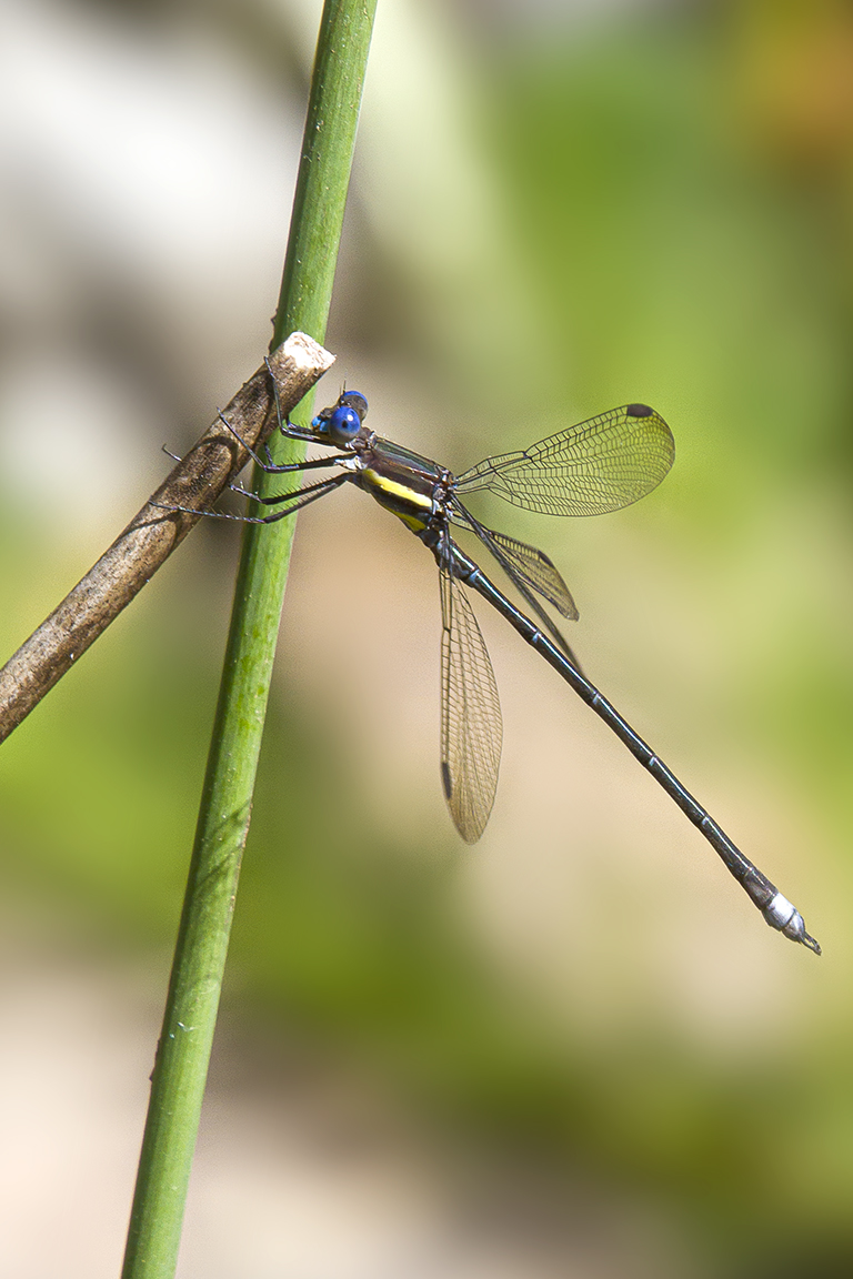 Great_Spreadwing_v2_300mm_7D_MG_5968