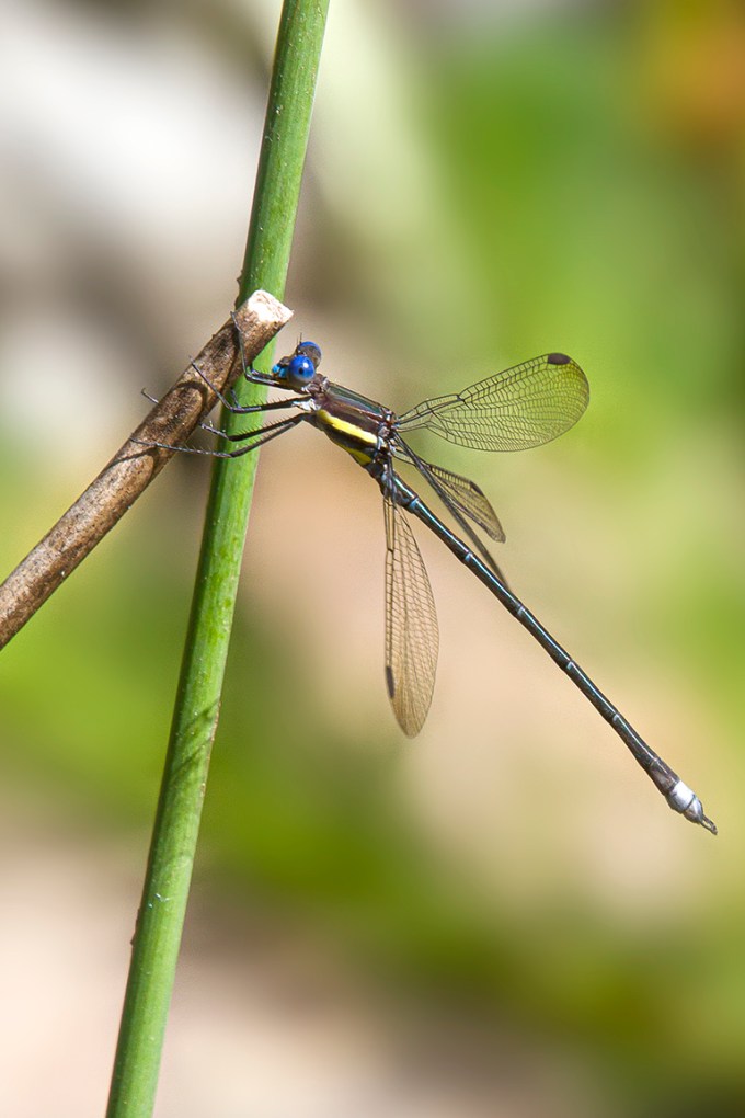 Great_Spreadwing_v2_300mm_7D_MG_5968
