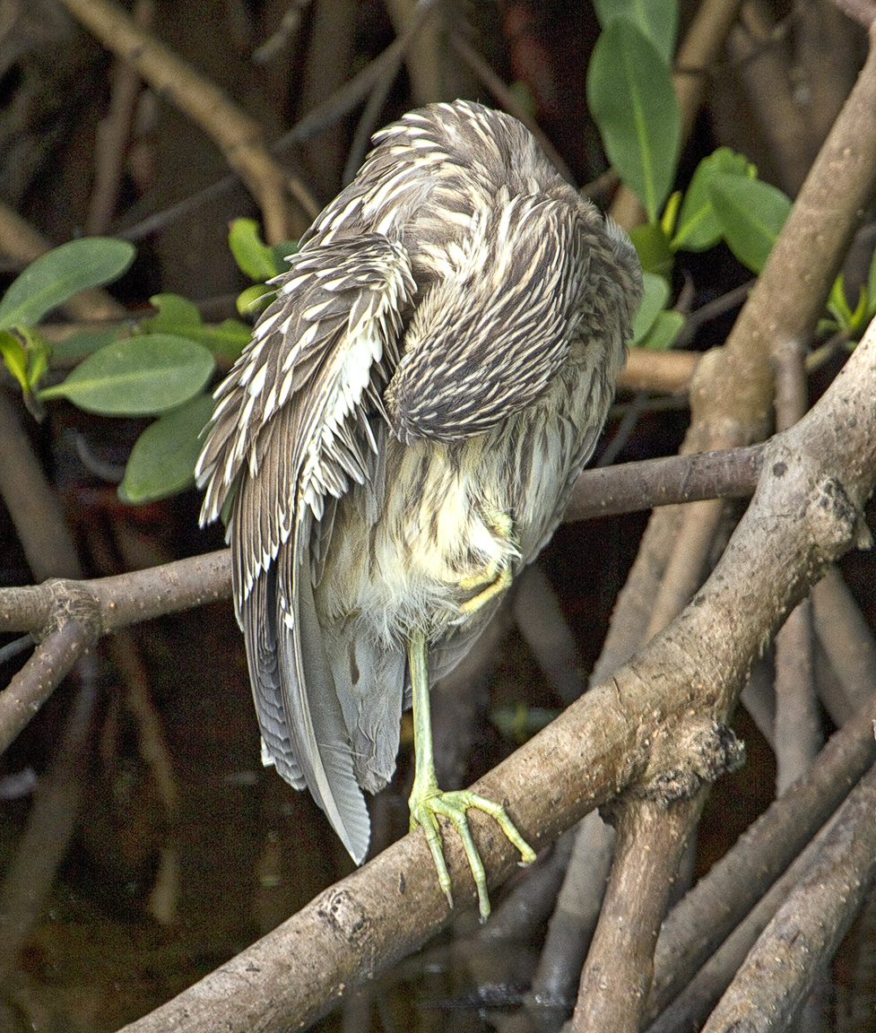 Immat_BCNH_DD_1-4Lens_400mm_v1_MG_0242 crop