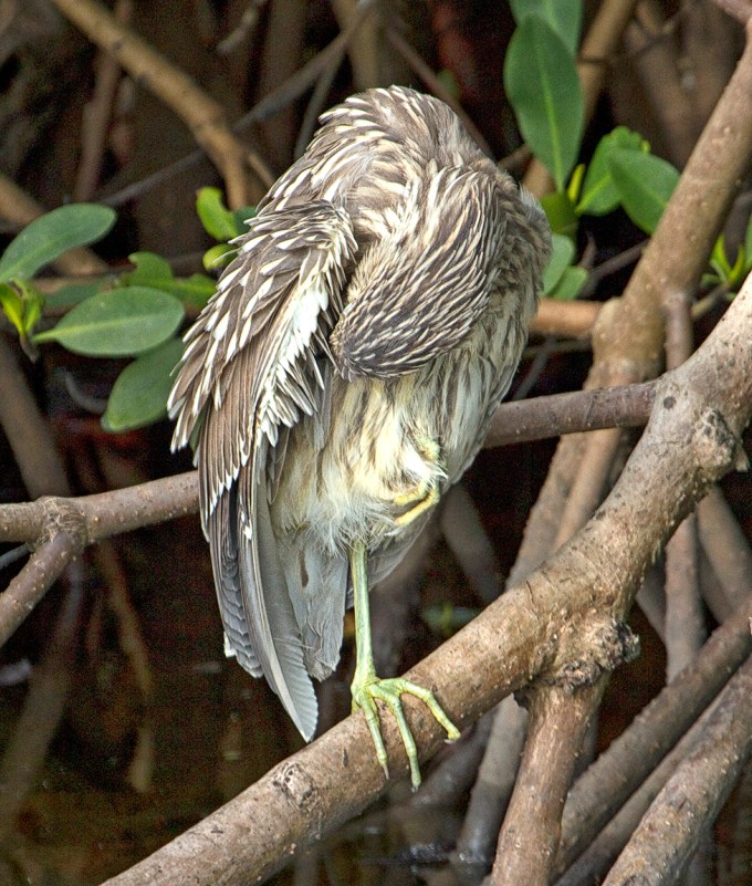 Immat_BCNH_DD_1-4Lens_400mm_v1_MG_0242 crop